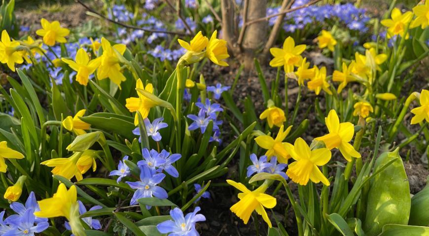 Narcissus 'Tête-à-tête' (Daffodil) and Scilla ‘Blue Giant’