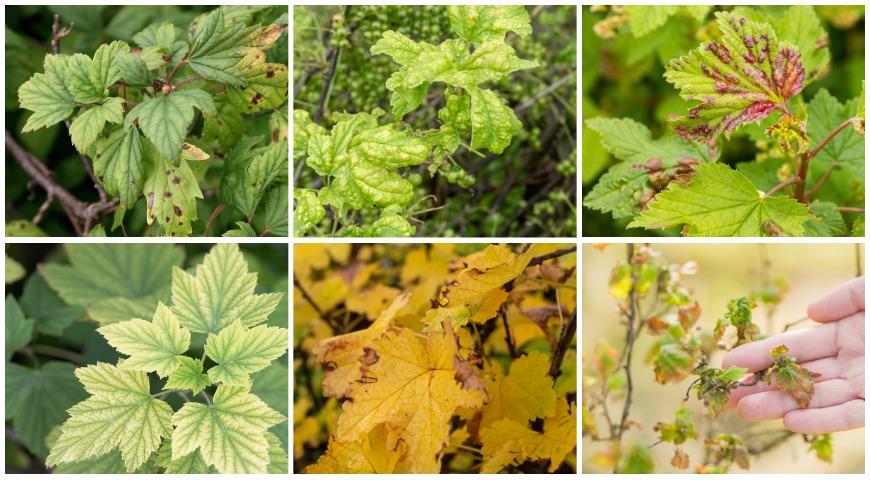 Желтеют листья черной смородины, болезни и вредители смородины