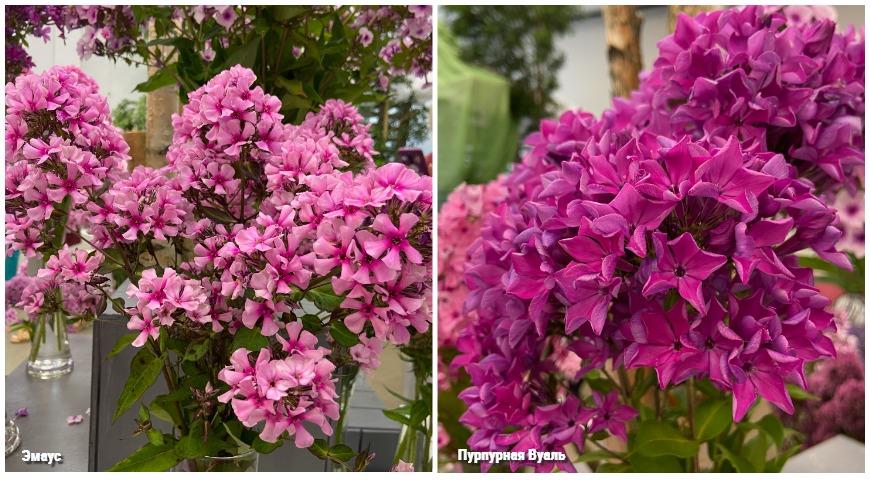 Мелкоцветковые флоксы Елены Константиновой, сорта Эмаус и Пурпурная Вуаль