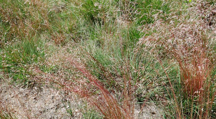 Щучка извилистая (Deschampsia flexuosa)