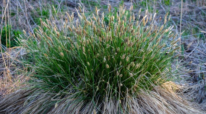 Осока дернистая (Carex cespitosa)