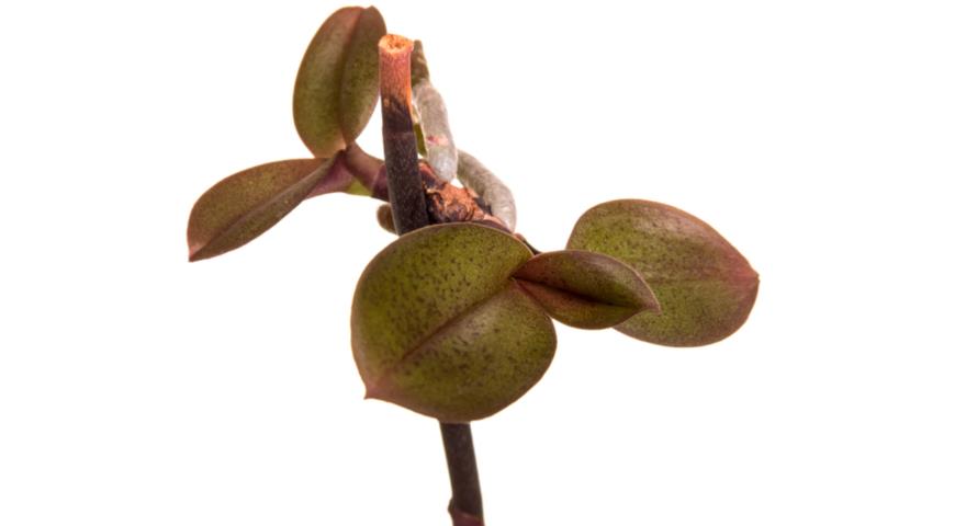 Размножение орхидеи отделением деток от цветоноса