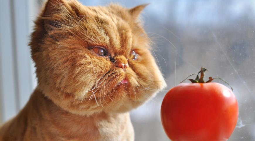 Кот и помидор, юмор
