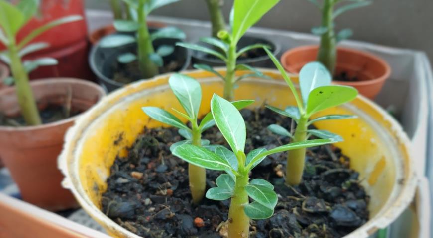 Выращивание адениума из семян в домашних условиях