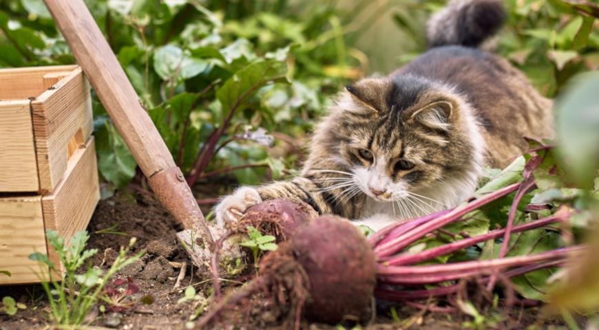 Овощи и фрукты для кошачьего рациона, как кормить кошку