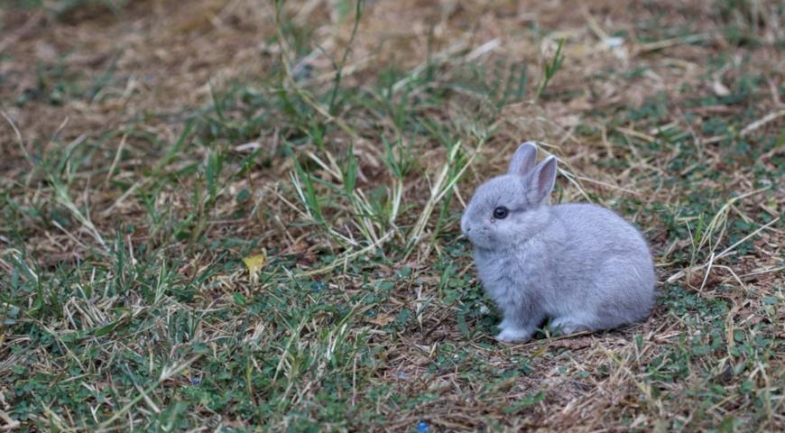 Кролик цветной карлик (Rabbit Color, Netherland dwarf)