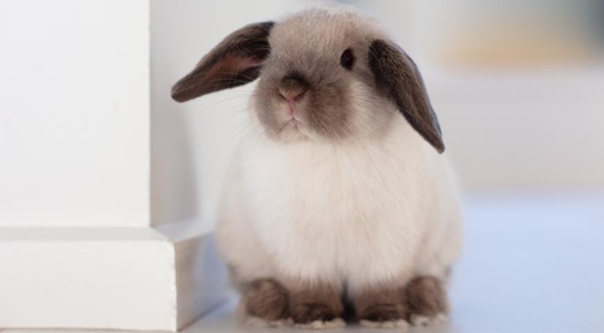 Кролик породы Минилоп (Mini Lop Rabbit)
