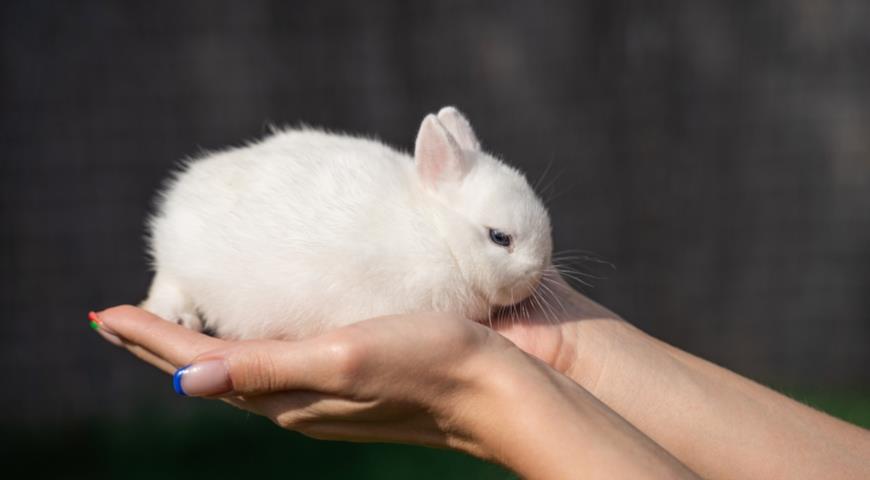 Кролик породы Гермелин (Rabbit Hermelin)
