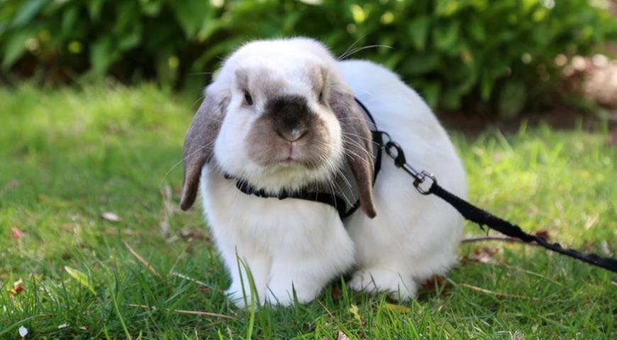 Кролик породы Вислоухий баран (Lop rabbit, lop-eared rabbit)