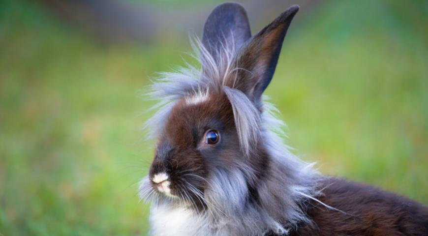 Декоративный карликовый кролик породы Львиная голова (Lionhead rabbit)