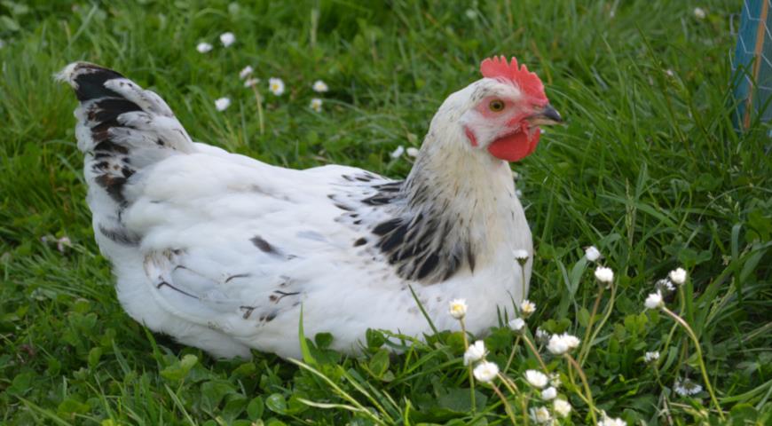 Курица несушка породы Суссекс