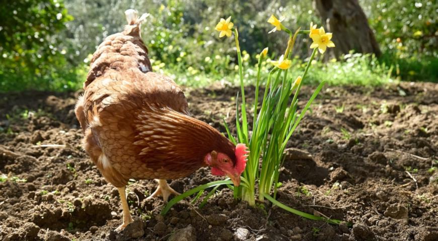 Как выбрать подходящую породу курицы несушки, разведение домашних кур