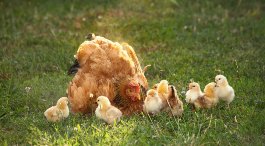 Как выбрать подходящую породу курицы несушки, разведение домашних кур