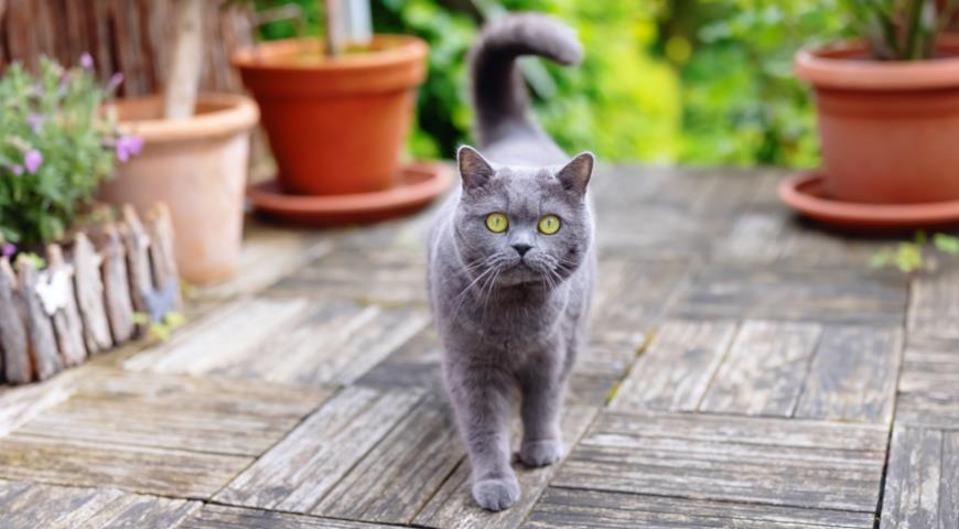Британская короткошерстная кошка: описание породы и правила ухода