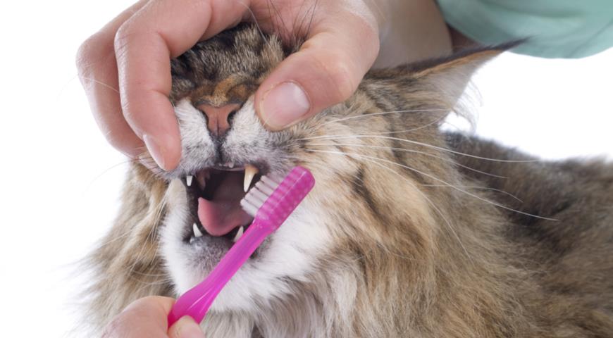 Кошка породы мейн-кун (Maine Coon), уход за зубами