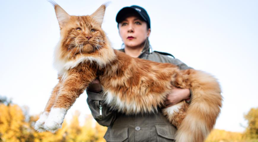 Самая крупная кошка породы мейн-кун (Maine Coon)