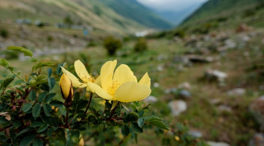 Роза желтая, персдская, или вонючая (Rosa foetida) 