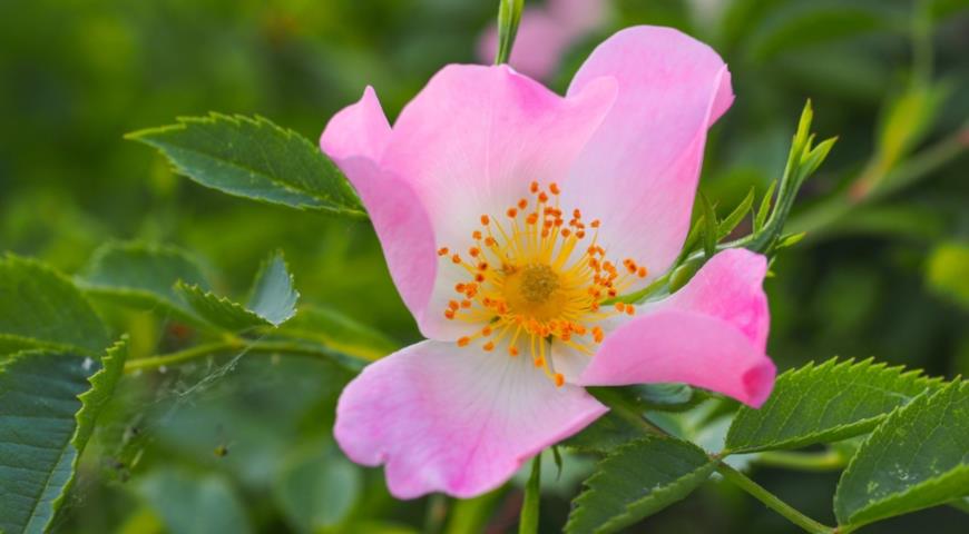 роза ржавчинная (Rosa eglanteria), или шиповник красно-бурый (Rosa rubiginosa)