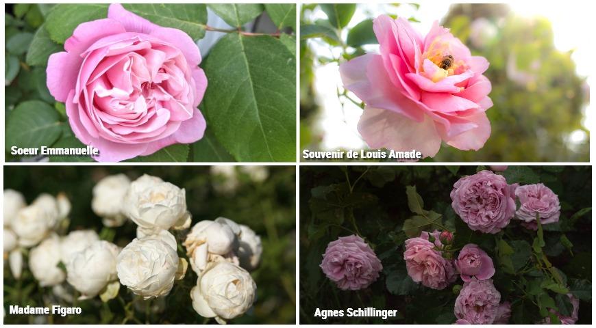 Ароматные розы Soeur Emmanuelle, Souvenir de Louis Amade, Madame Figaro Agnes, Schillinger