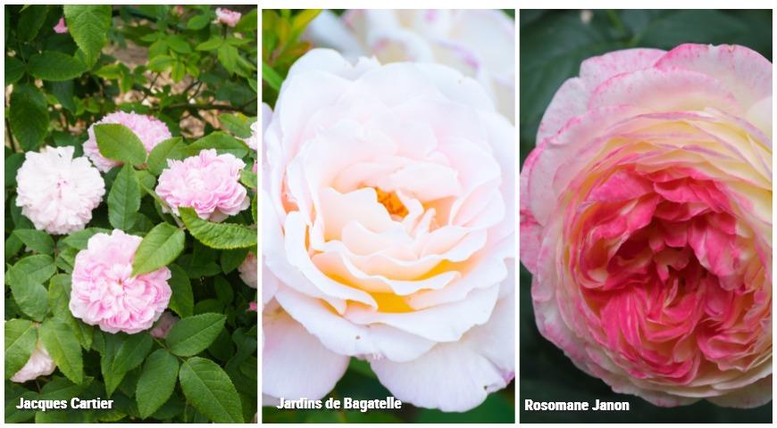 Ароматные розы: Jardins de Bagatelle, Rosomane Janon, Jacques Cartier