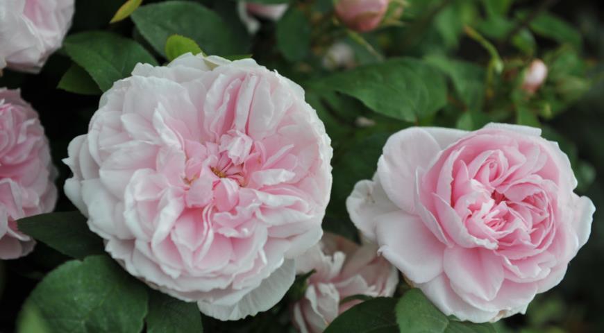 Ароматная роза Barbara Austin