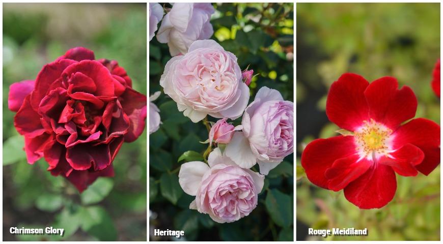 Ароматные розы: Chrimson Glory, Rouge Meidiland, Heritage