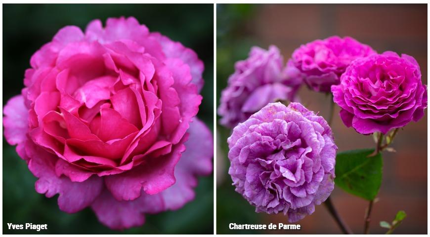 Розы Chartreuse de Parme и Yves Piaget