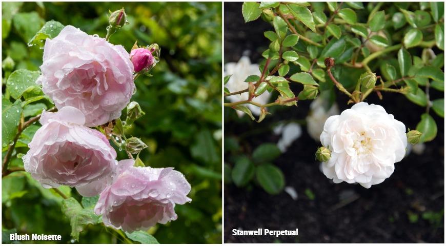 Ароматные розы: Blush Noisette, Stanwell Perpetual 