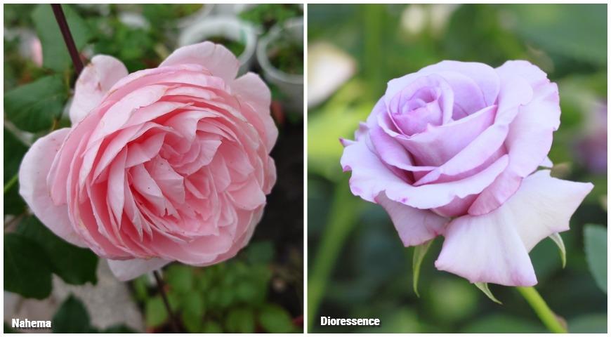 Ароматные розы Дельбара Nahema и Dioressence