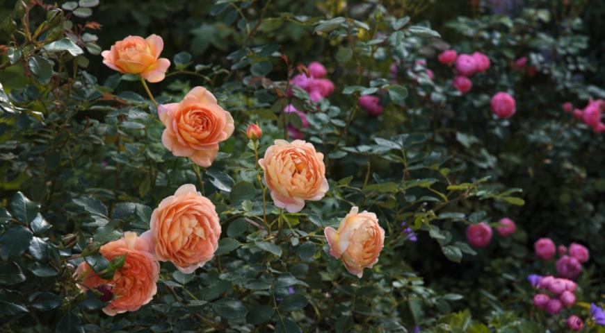 Ароматные английские розы Дэвида Остина сорт Lady of Shalott, rose David Austin
