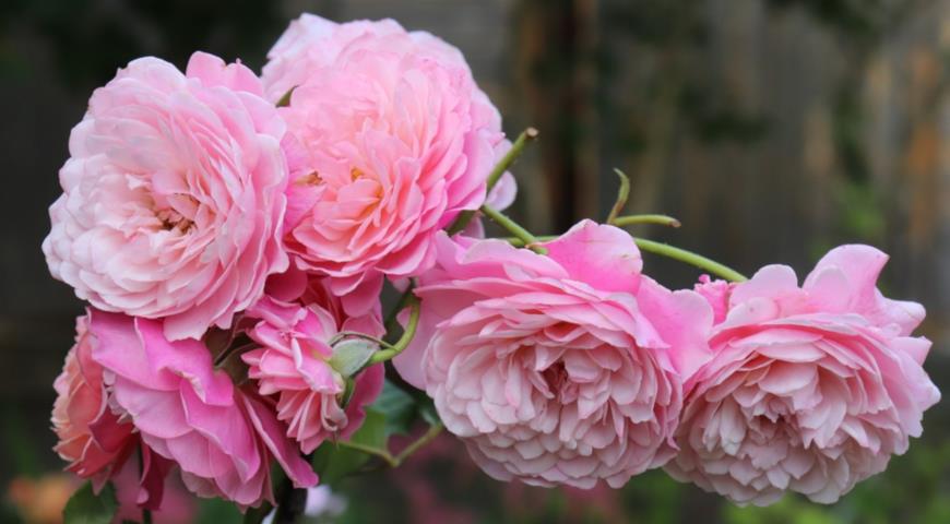 Ароматная роза Prix P.J.Redoute