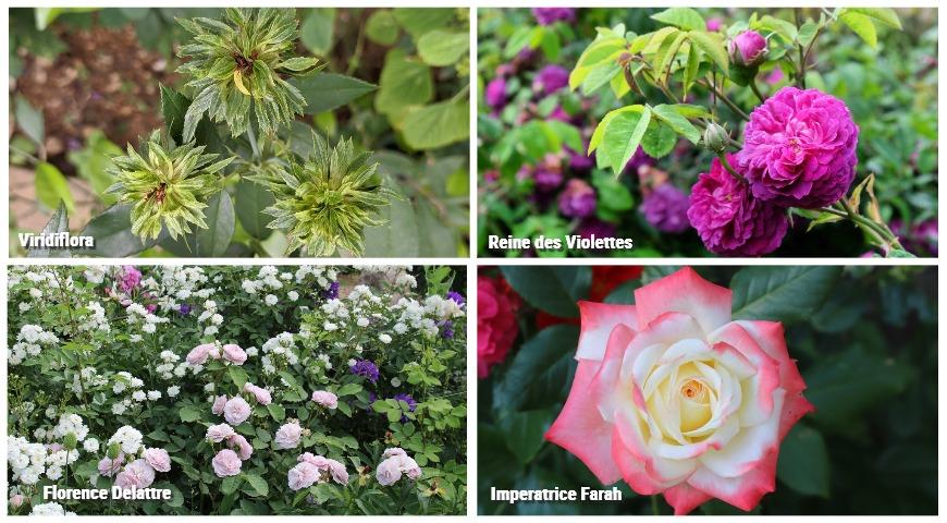Ароматные розы: Viridiflora, Reine des Violettes, Florence Delattre, Imperatrice Farah