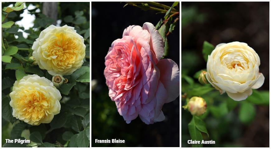 Ароматные розы: The Pilgrim, Claire Austin, Fransis Blaise