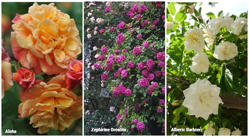 Розы Zephirine Drouhin, Alberic Barbier, Aloha