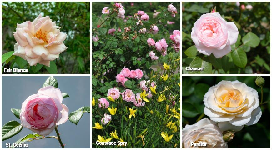 Ароматные розы: Constace Spry, St. Cecilia, Perdita, Chaucer, Fair Bianca