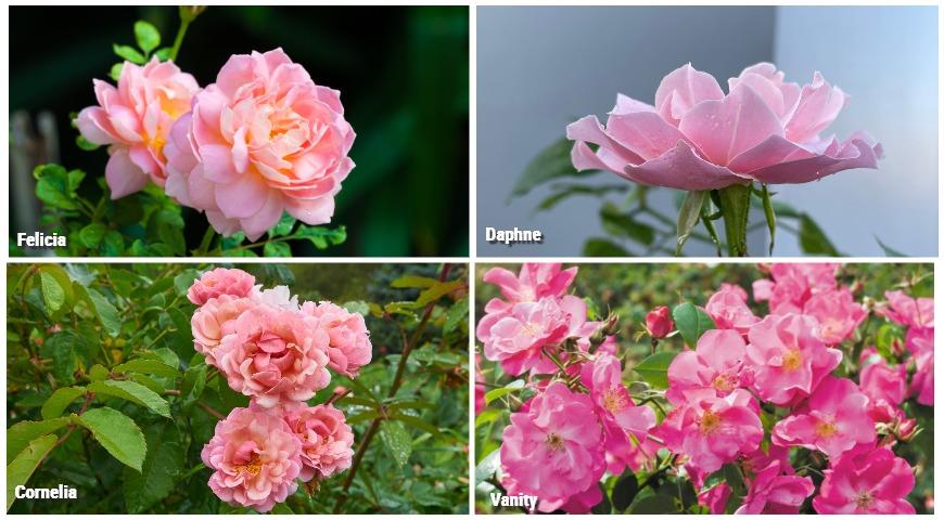 Гибриды мускусной розы: Felicia, Cornelia, Daphne, Vanity