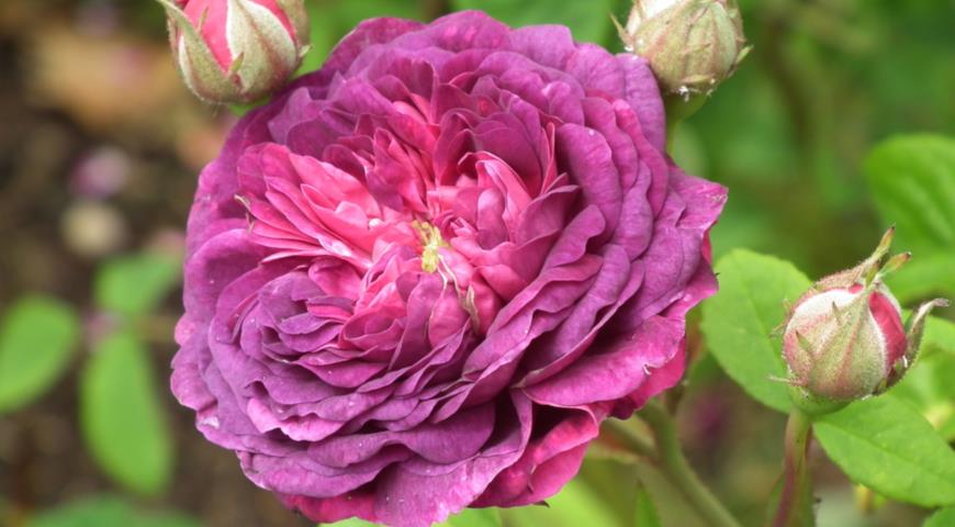 Ароматная моховая роза William Lobb