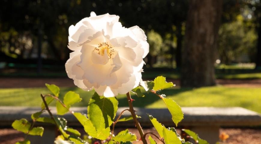 Sombreuil, чайно-нуазетовая роза