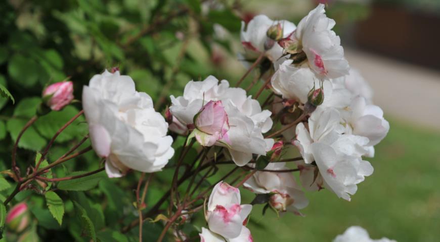 Белая эйрширская роза (Ayrshire rose, Rosa capreolata)
