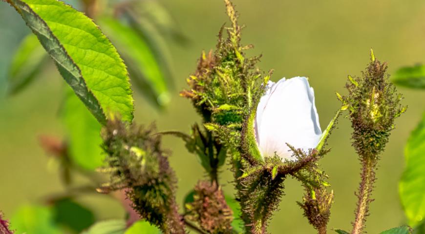 Shailer's White Moss моховая роза
