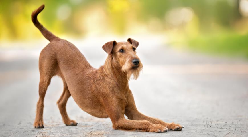 Ирландский терьер (Irish terrier)