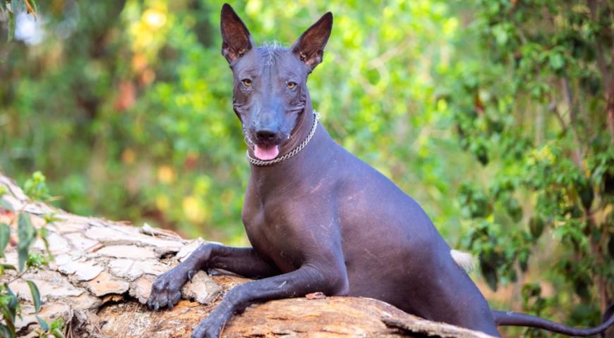 Мексиканская голая собака, или ксолоитцкуинтли (Mexican hairless dog)