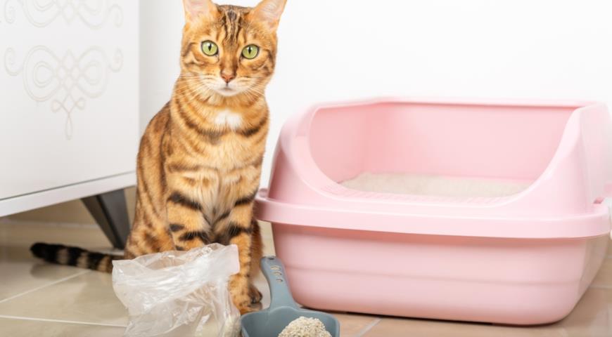 комкующийся наполнитель для кошачьего туалета