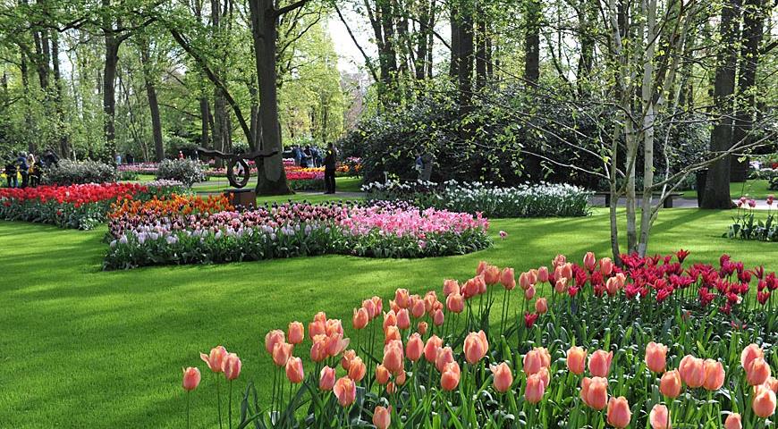 Парк Кекенхоф в 2024 году, Keukenhof, тюльпаны, луковичные