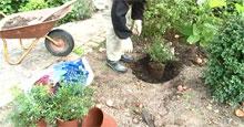 Посадка розы: как избежать почвоутомления
