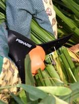 Обрезка надземных частей растений