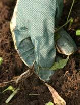 Удаление агератума