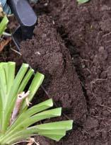 Предохранение корневищ от морозов