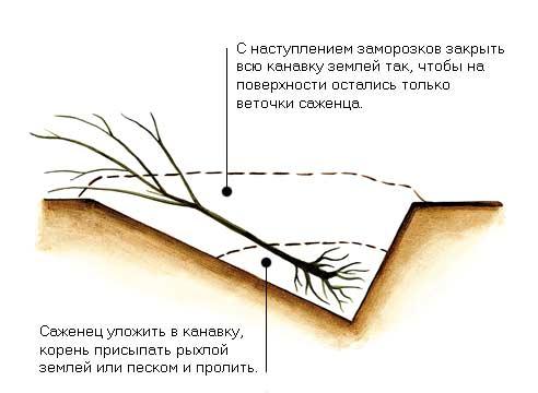 Схема осеннего прикопа саженцев