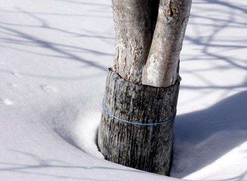 Дерево, защита ствола рубероидом